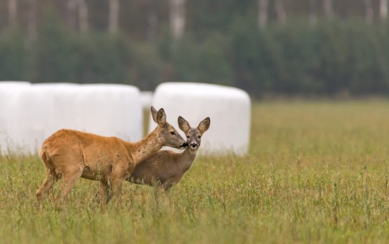 ET SI ON FAISAIT ATTENTION A NOS CHEVREUILS&#8230;?